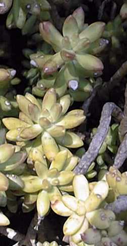 (Sedum nussbaumerianum)