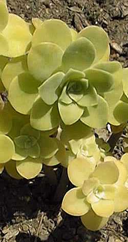 (Sedum palmeri)