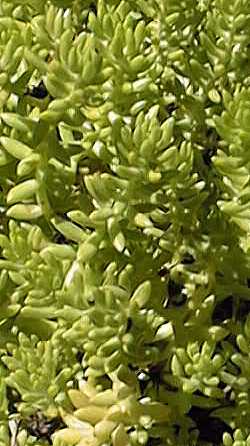 (Sedum reptans)