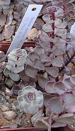 Dragon's Blood Sedum, Two-row Stonecrop(Sedum spurium)