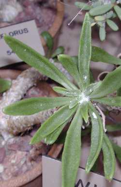 (Tylecodon grandiflorus)