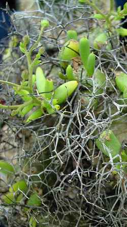 (Tylecodon reticulatus)