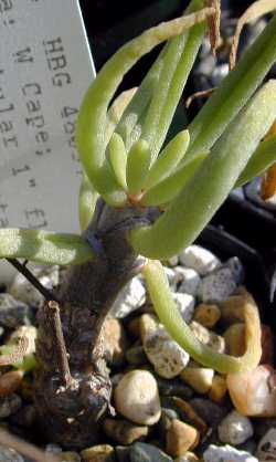 (Tylecodon striatus)