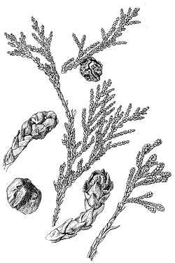 Swamp White Cedar(Chamaecyparis thyoides)