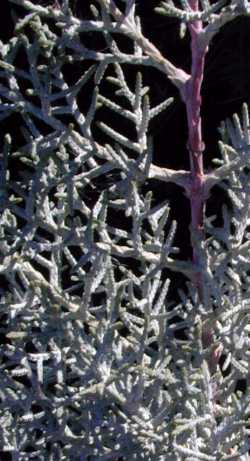 Arizona Cypress(Cupressus arizonica)