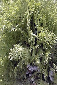 Oriental arborvitae(Platycladus orientalis)