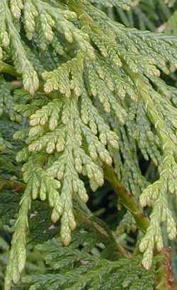 Western Red Cedar(Thuja plicata)