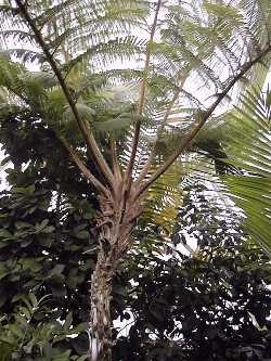 (Cyathea princeps)