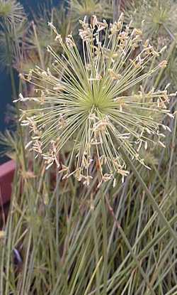 Sharp Edge Sedge(Cyperus haspan)