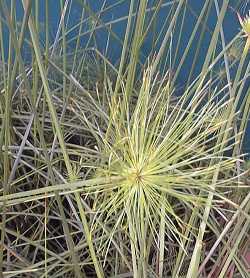 Dwarf Papyrus(Cyperus prolifer)