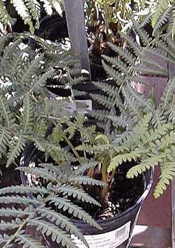 Tasmanian Tree Fern, Soft Tree Fern(Dicksonia antarctica)