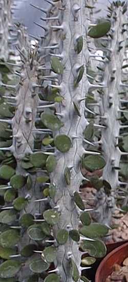 Madagascan Ocotillo (Alluaudia procera)