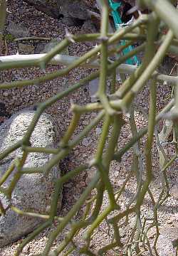 (Decarya madagascariensis)