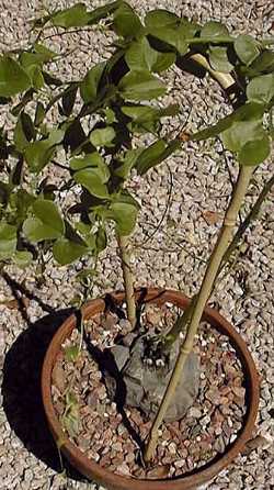 Hottentot's Bread(Dioscorea elephantipes)