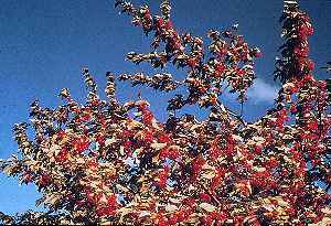 Silver Buffaloberry(Shepherdia argentea)