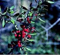 Silver Buffaloberry(Shepherdia argentea)