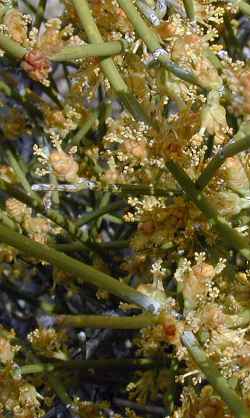 Long-leaf Ephedra(Ephedra trifurca)