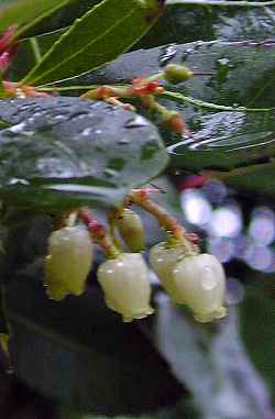 Strawberry Tree(Arbutus unedo)