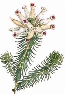 Wax Heath, Porcelain Heath(Erica ventricosa)