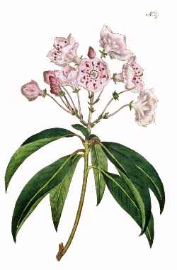 Mountain Laurel, Calico Bush(Kalmia latifolia)