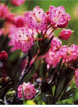 Alpine Laurel, Western Laurel(Kalmia microphylla)