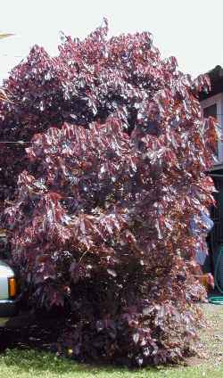 Copper Leaf, Beefsteak Plant(Acalypha wilkesiana)