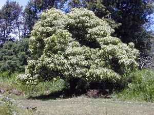 Buah Keras, Candle nut Tree, Kukui Nut(Aleurites moluccana)