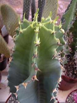 (Euphorbia abyssinica)