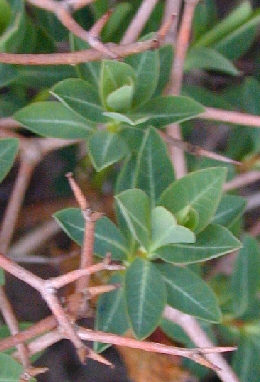 Greek Spiny Spurge(Euphorbia acanthothamnos)