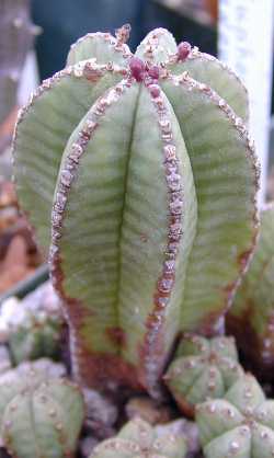 (Euphorbia anoplia)