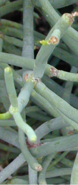 Tolda, Leafless Spurge(Euphorbia aphylla)