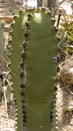 Canary Island Spurge(Euphorbia canariensis)