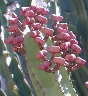 Canary Island Spurge(Euphorbia canariensis)