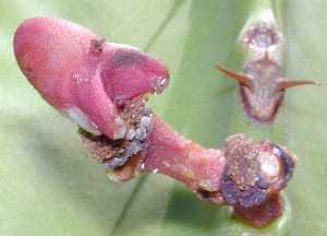 Canary Island Spurge(Euphorbia canariensis)