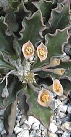 (Euphorbia cap-saintemariensis)