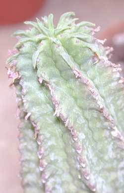 Milk Barrel(Euphorbia cereiformis)