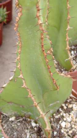 Transvaal Candelabra Tree, Lesser Candelabra
Tree(Euphorbia cooperi)