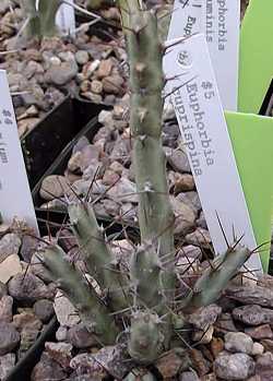 (Euphorbia cuprispina)