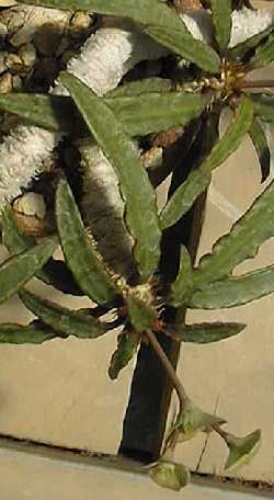 (Euphorbia francoisii)