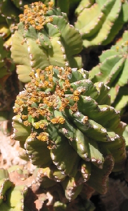 (Euphorbia fruticosa)