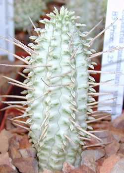 Corn Cob Euphorbia(Euphorbia mammillaris)