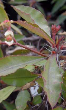 (Euphorbia milii var. roseana )