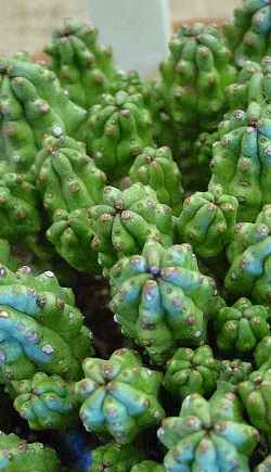 (Euphorbia mosaica)