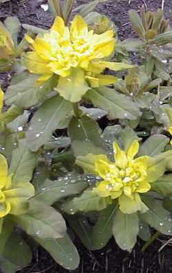 Cushion Spurge(Euphorbia polychroma)