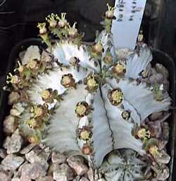 (Euphorbia polygona)