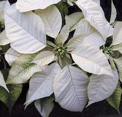 Poinsettia(Euphorbia pulcherrima)