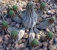 (Euphorbia stellispina)