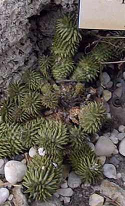 Suzanne's Spurge(Euphorbia susannae)