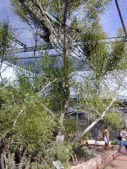 Pencil Bush, Pencil Tree(Euphorbia tirucalli)