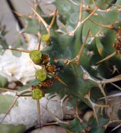 (Euphorbia tortirama)